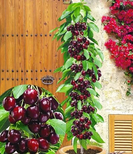 BALDUR Garten Säulenkirsche 'Garden Bing®' von BALDUR-Garten