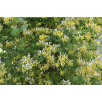 Lonicera Japonica Halliana - Japanische Geißschlinge - Kletterpflanze mit duftenden, cremeweißen Blüten, ideal für Spaliere und Zäune. Schnellwachsend, winterhart und zieht Bienen sowie Schmetterlinge an.