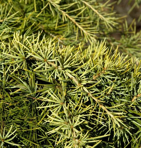 Himalaya Zeder Golden Horizon 40-50cm - Cedrus deodara