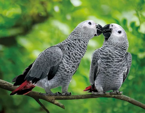 3D Magnet Graupapageien für Kühlschrank Tafel Whiteboard Haftmagnet