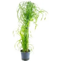 Value Greens Wasserliebendes Zyperngras  Cyperus Alternifolius  ca. 55 cm Hoch  Topf-Ø 14 cm