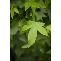 Produktbild Liquidambar Styraciflua Gumball Amberbaum Kompakt 125 cm Stammhöhe
