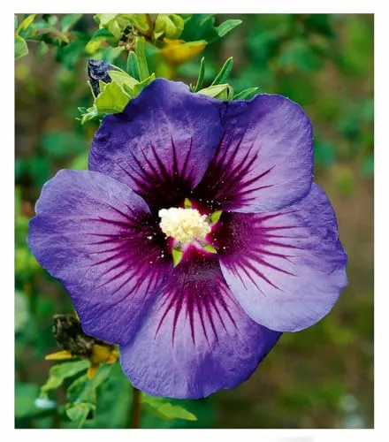BALDUR Garten Hibiskus 'Hawaii®',1 Pflanze, intensive Blütenfarbe, Tropen-Flair für Garten & Terrasse, schlanke Wuchsform, lange Blütezeit, pflegeleicht, ideal für Kübel, mehrjährig & robust