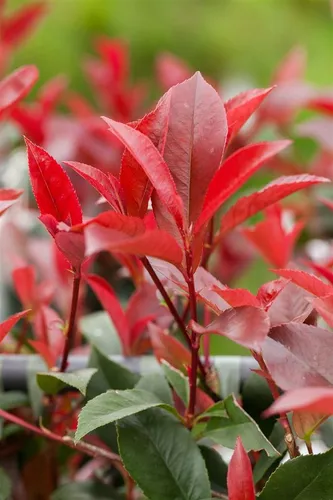 Produktbild Photinia fraseri 'Devil's Dream' – Rote Glanzmispel, 1 St.