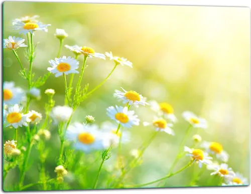 Glasschneidebrett Herdabdeckplatte Ceranfeld Universal 52x40 cm Blume