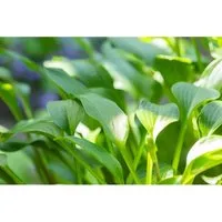 Hosta Clausa Var.normalis Funkie Ca. 9x9 cm Topf