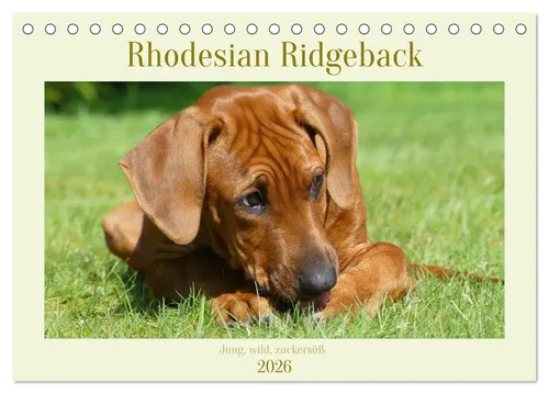 Birgit Bodsch | Rhodesian Ridgeback