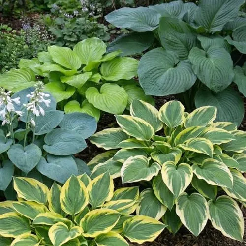 Hosta Pflanze Winterhart
