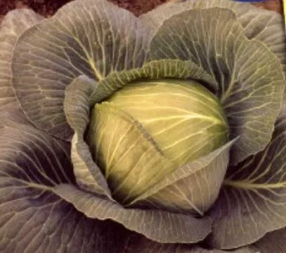 Stk - 330x Weißkohl Braunschweiger Bewahr spät Gemüse Garten Pflanzen - Samen K179 - Seeds & Plants Shop by Ipsa