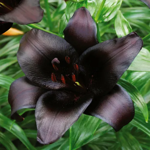 Lilien Blumenzwiebeln Zwiebeln Blumen Asiatische Lilie Nightrider 1 St.