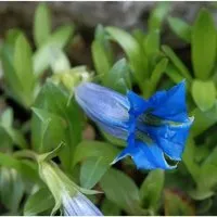 Produktbild Stengelloser Enzian - Gentiana acaulis