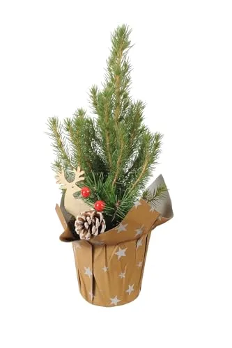 Weihnachtsbaum - Picea Glauca - Mini-Weihnachtsbaum mit Dekoration. Topf Ø 9 cm - Höhe ca. 30 cm