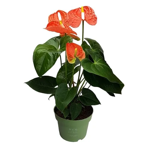 Plant in a Box - Flamingoblume - Anthurium 'Madural Orange' - Höhe 40-55cm - Topf 14cm - Blühende Zimmerpflanze - Orange