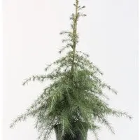 Produktbild Himalaya Zeder 100-125cm