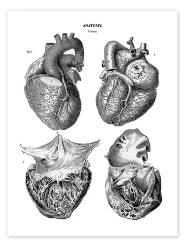 Posterlounge Wandbild Anatomie des menschlichen Herzens, Thomas Milton, erhältlich als Poster, Leinwandbild, Wandsticker oder Acrylglasbild