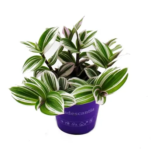Dreimasterblume - Tradescantia 