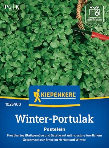 Kiepenkerl Portulaksamen Postelein 1025400 - Frostharte Winterportulak-Samen für kreative Gerichte, nussig-säuerlicher Geschmack, Gemüsesamen für 15-20 lfd. Meter