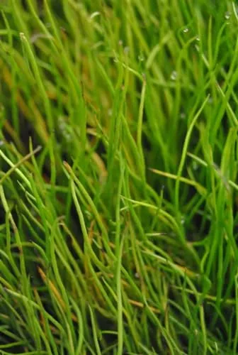 Pilularia globulifera ca. 9x9 cm Topf - Pillenfarn, ideal für Teichränder und feuchte Standorte, winterhart, pflegeleicht