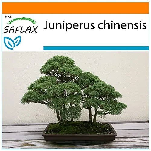 SAFLAX - Garden in the Bag - Bonsai - Chinesischer Wacholder - 30 Samen - Mit Anzuchtsubstrat im praktischen, selbst aufstellenden Beutel - Juniperus chinensis