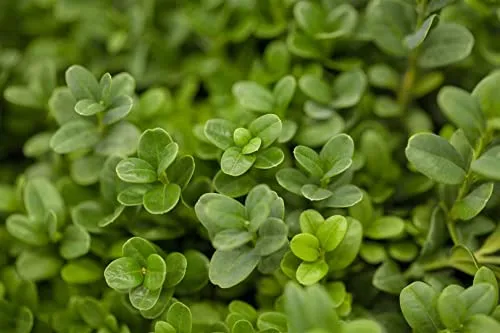 Buxus sempervirens 'Blauer Heinz' 12–15 cm – Winterhart, Immergrün, Pflegeleicht – Buchsbaum – Heckenpflanze für Garten & Sichtschutz