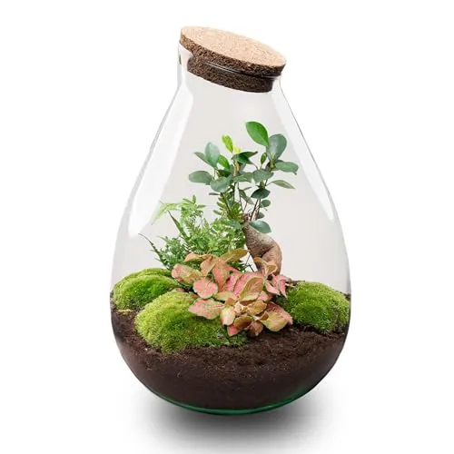 urbanjngl.com - Drop XL Rot - Flaschengarten mit Korken - DIY Terrarium mit Pflanzen im Glas - Ø 24 cm ↑ 37 cm