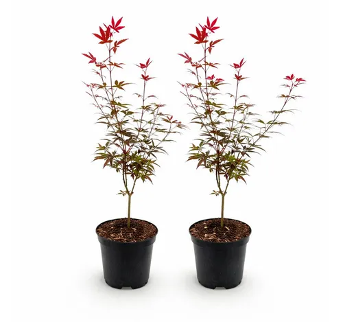 Exotenherz Beetpflanze Acer palmatum
