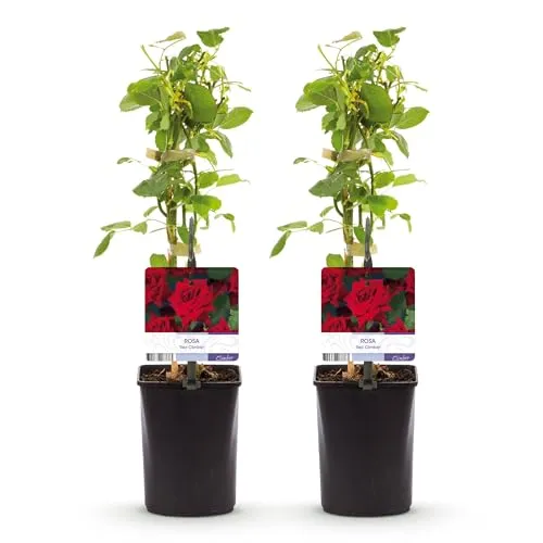 GreenboutiQ - Kletterrose - Rosa Red Climber - Blüte Rot - Wenig Pflege - 2 Pflanzen - Topf 11cm Höhe 40cm