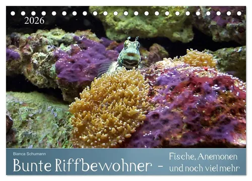 Bianca Schumann | Bunte Riffbewohner - Fische, Anemonen und noch viel mehr...