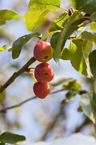Malus 'Red Sentinel' - Zierapfel mit roten Früchten - Obstsamen & -pflanzen, bienenfreundlich und ideal für kleine Gärten, leuchtend rote Früchte ziehen Vögel an und sind winterhart bis -25 °C.