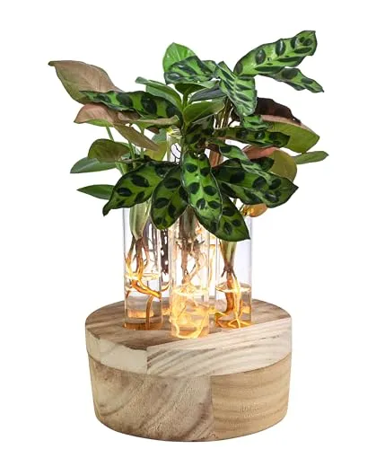 Dehner Waterplant Set New York - 6-teiliges Wasserpflanzen-Set mit LED-Beleuchtung, ideal für moderne Wohnräume. Eyecatcher mit sichtbarem Wurzelwerk, einfache Handhabung ohne Erde und Gießen.