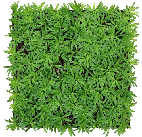 Jangal Akustikpaneel Modular Wall System Nature Design Flora, 52x52 cm - Wand & Decke: Handmade Akustikpaneel mit Pflanzen-Oberfläche, montierbar ohne Bohren, bietet nachhaltigen Charme und individuelle Gestaltungsmöglichkeiten.