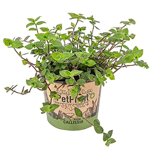 Bloomique - Callisia Repens - Schildkrötenpflanze - Geeignet als Tierfutter - Zimmerpflanzen - Tierfreundlich - 40-50 cm Hoch - Topf 15 cm