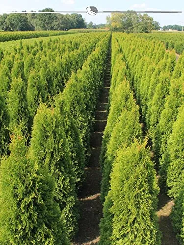 Lebensbaum Thuja Smaragd 80-100 cm im Topf. 3x immergrüne Thuja Heckenpflanze