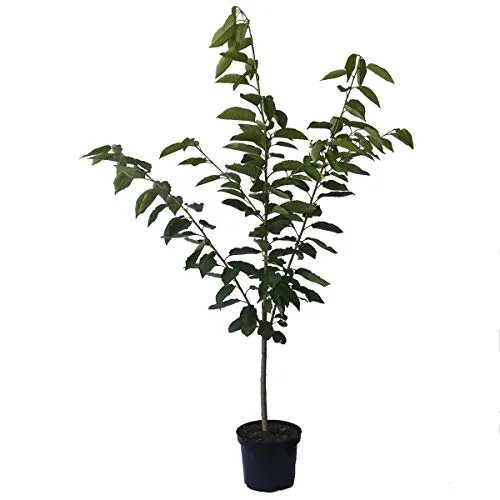 Bäume Rot von Grüner Garten Shop