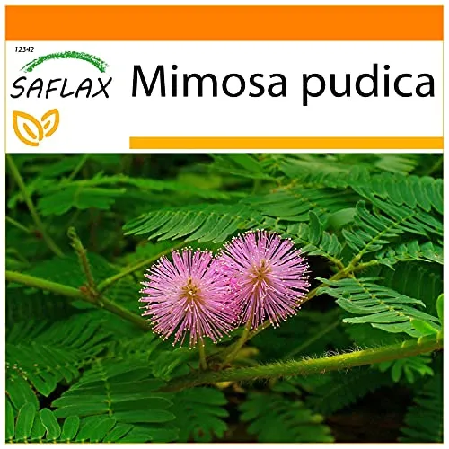 SAFLAX - Garden in the Bag - Echte Mimose - 70 Samen - Mit Anzuchtsubstrat im praktischen, selbst aufstellenden Beutel - Mimosa pudica