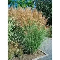 Miscanthus Sinensis Goliath Chinaschilf Ca. 11x11 cm Topf
