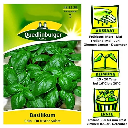 Basilikum, Grün