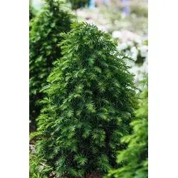 Taxus baccata 'Höpken's Gigant' – Pflegeleichte Heckenpflanze für Sichtschutz