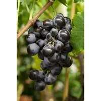 Pflanzen für Dich Vitis vinifera blau - Obstpflanze mit tiefblauen Trauben, ideal für Garten und Terrasse. Pflegeleicht, bienenfreundlich und winterhart bis -15°C.