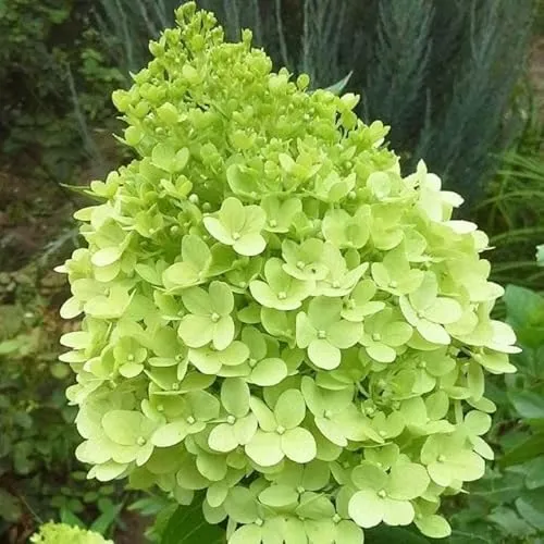 Hortensie Limelight 2L