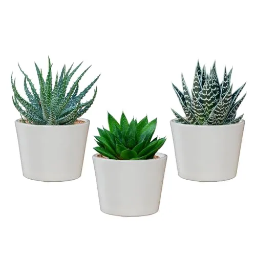 Green Me Up Mini Sukkulenten mit Übertöpfen - Babypflanzen Trio Aloe Vera - echte Pflegeleichte Zimmerpflanzen - 3er Set im 9 cm Topf - ideal für Fensterbank und Badezimmer - frisch aus der Gärtnerei