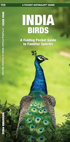 India Birds: A Folding Pocket Guide to Familiar Species (Nature Observation International)