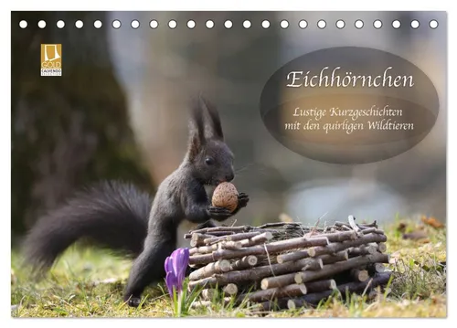CALVENDO Wandkalender Eichhörnchen - Lustige Kurzgeschichten mit den quirligen Wildtieren (T