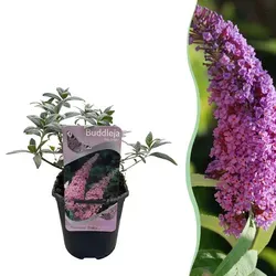 Everspring Zimmerpflanze Gartenpflanze Blüte Hellrosa – Hagley Hybrid | GreenboutiQ