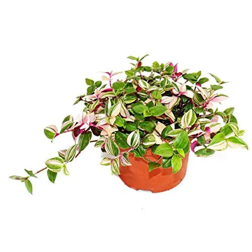 Exotenherz Exotenherz Dreimasterblume Tradescantia quadricolor pflegeleichte hängende Zimmerpflanze 12cm Topf