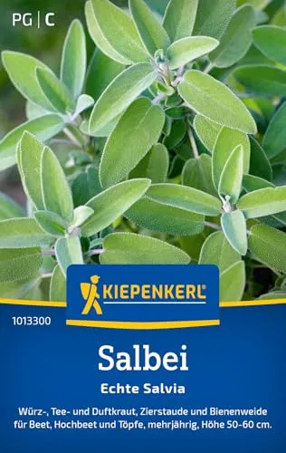 Kiepenkerl Salbeisamen Echte Salvia 50 Pflanzen in grün von Kiepenkerl