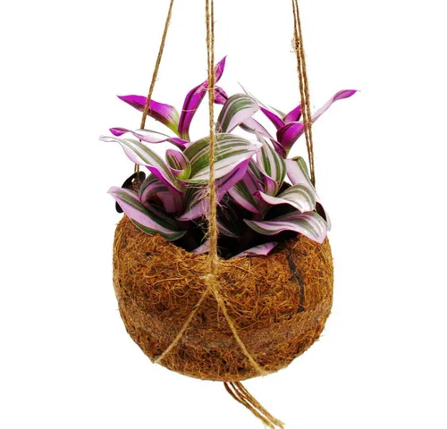 Exotenherz Pflanzen von Exotenherz