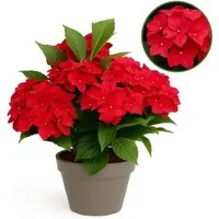 Exotenherz Hortensia Magical Teusday & Saphire Rot im 23 cm Topf - Romantische Gartenhortensie mit 7–12 üppigen Blüten, ideal für Garten und Terrasse. Stabiler Wuchs und harmonische Blütenstände bringen lebendige Farben in dein Zuhause.