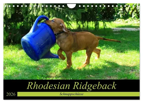 Rhodesian Ridgeback