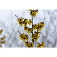 Hamamelis intermedia Barmstedt's Gold - Zaubernuss - Bäume, Sträucher & Hecken - Hybrid-Zaubernuss mit gelben Blüten, ideal für sonnige bis halbschattige Standorte, blüht von Januar bis März.